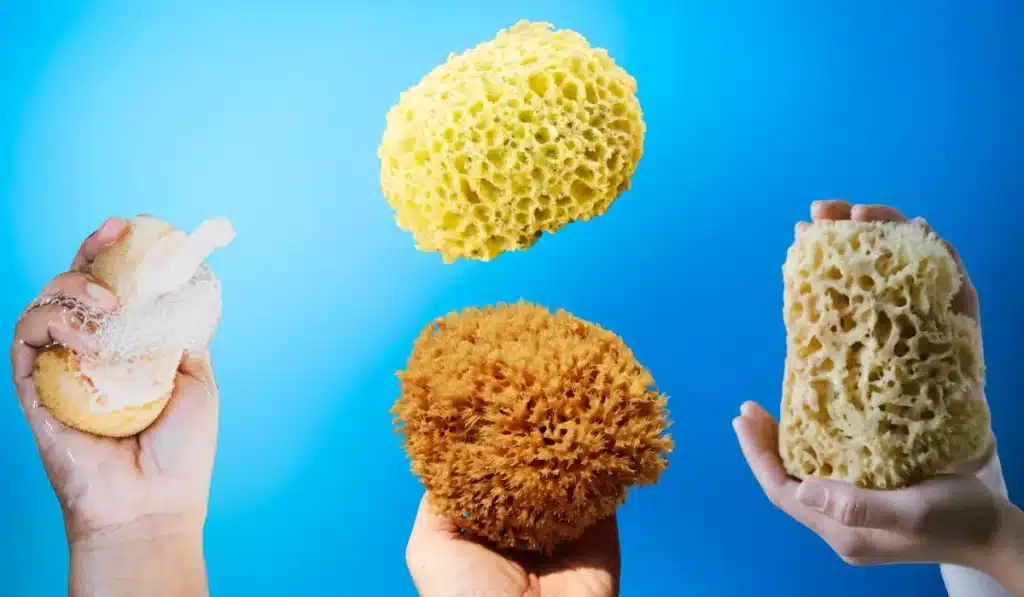 are sponges compostable or biodegradable