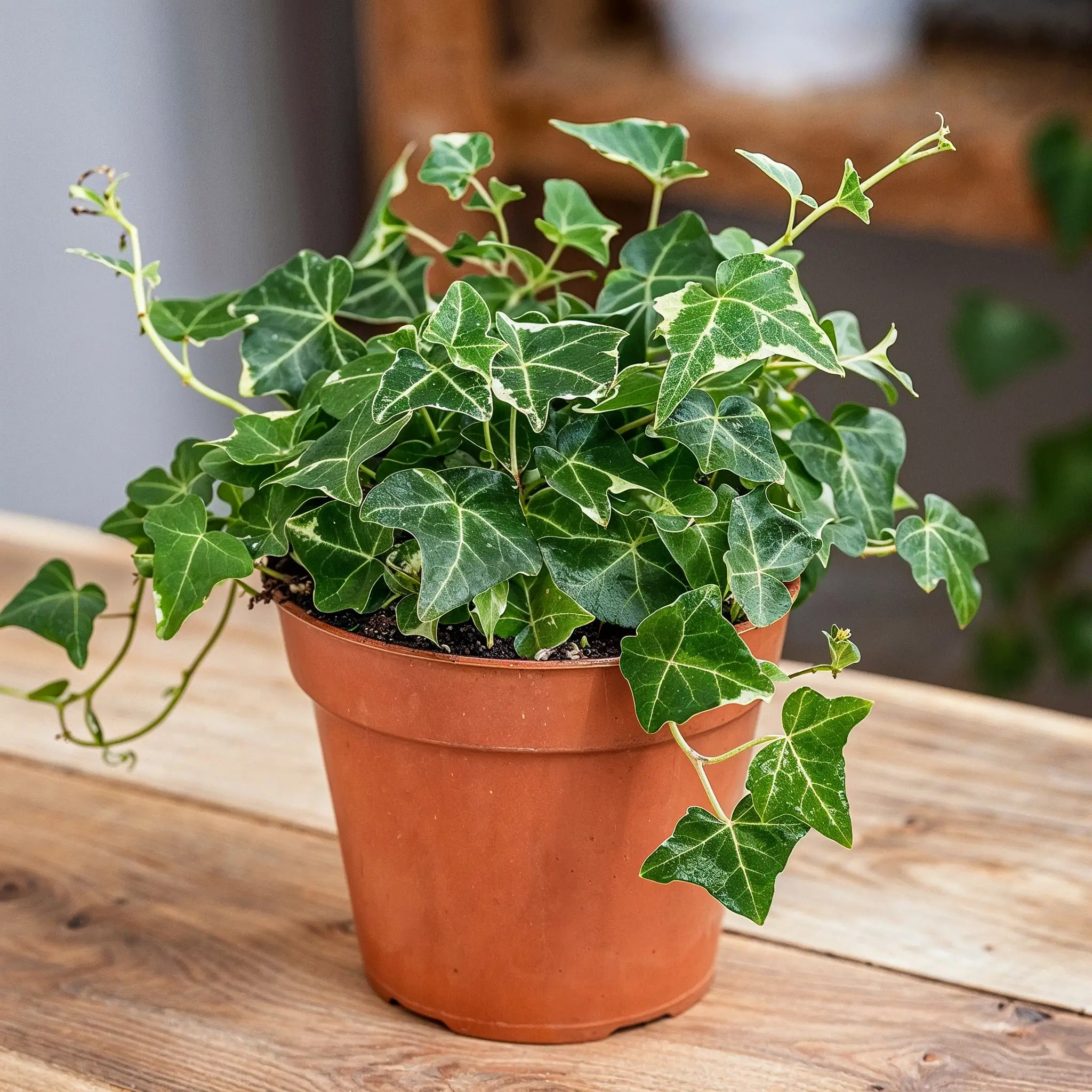 Keep Indoor Plants Alive: A Beginner's Green Thumb Guide 1 English Ivy on terracotta pot on a wood surface. best air purifying houseplant for bedroom. Keep Indoor Plants Alive