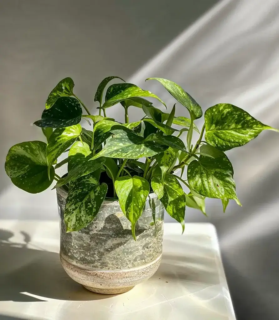 5 Tips for Growing Tropical Plants Indoors Successfully 8 A small potted snake plant sits in a textured, cream-colored ceramic pot, its variegated green and white leaves reaching upward. The snake plant's hardiness and striking foliage make it an ideal choice for growing tropical plants indoors, even for those new to plant care.