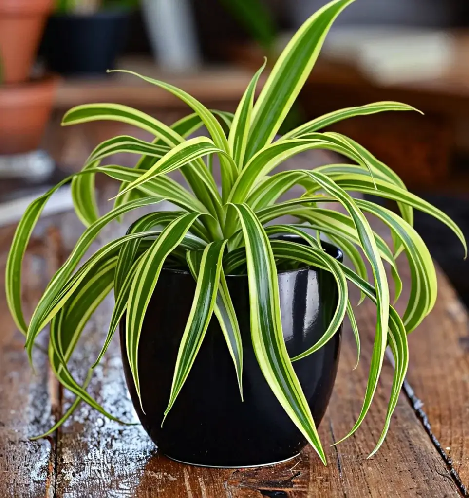 Keep Indoor Plants Alive: A Beginner's Green Thumb Guide 4 Spider indoor plant