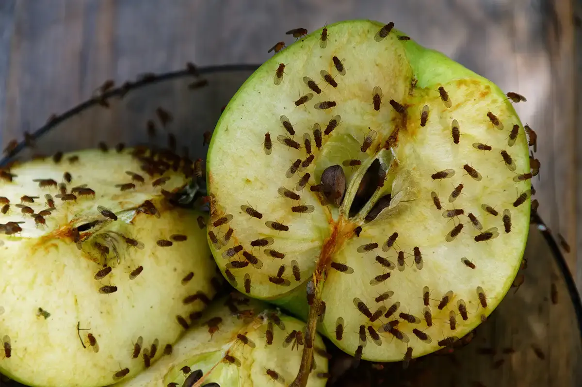 How to Permanently Get Rid of Drain Flies: Your Guide to a Fly-Free Home 1 Close-up of a green apple with several fruit drain flies crawling on its surface.