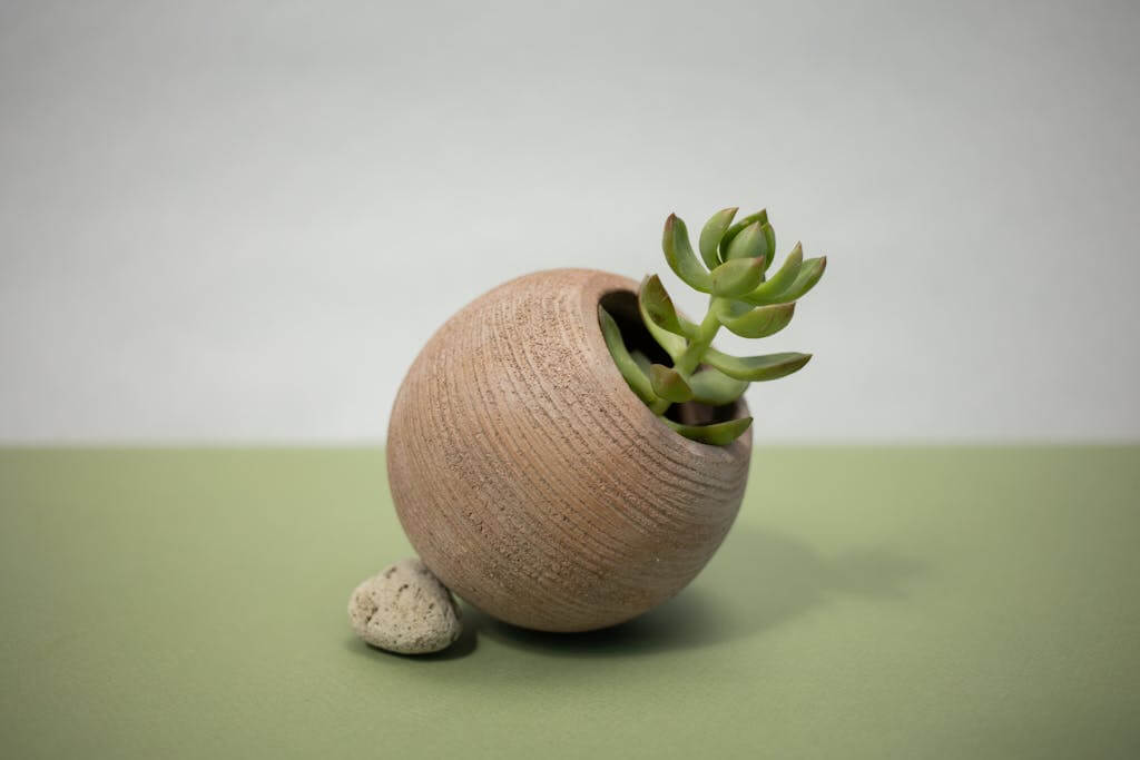 12 Easy Care Houseplants for Busy Homeowners 11 A Jade Plant on a Brown Pot