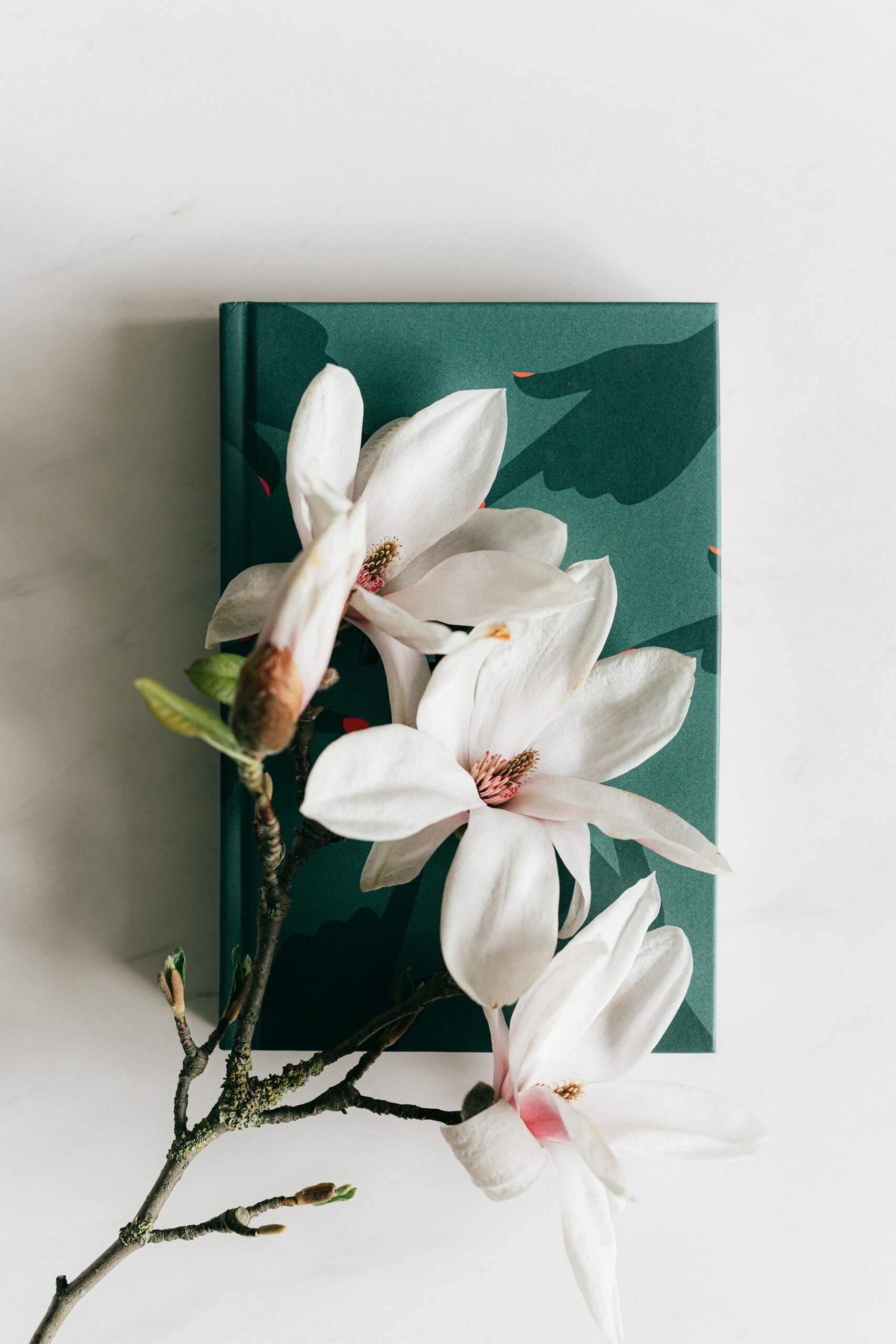 Natural Ways to Make Your House Smell Good Without Candles: A Comprehensive Guide 1 Fresh magnolia flower on green diary. Make Your House Smell Good Without Candles