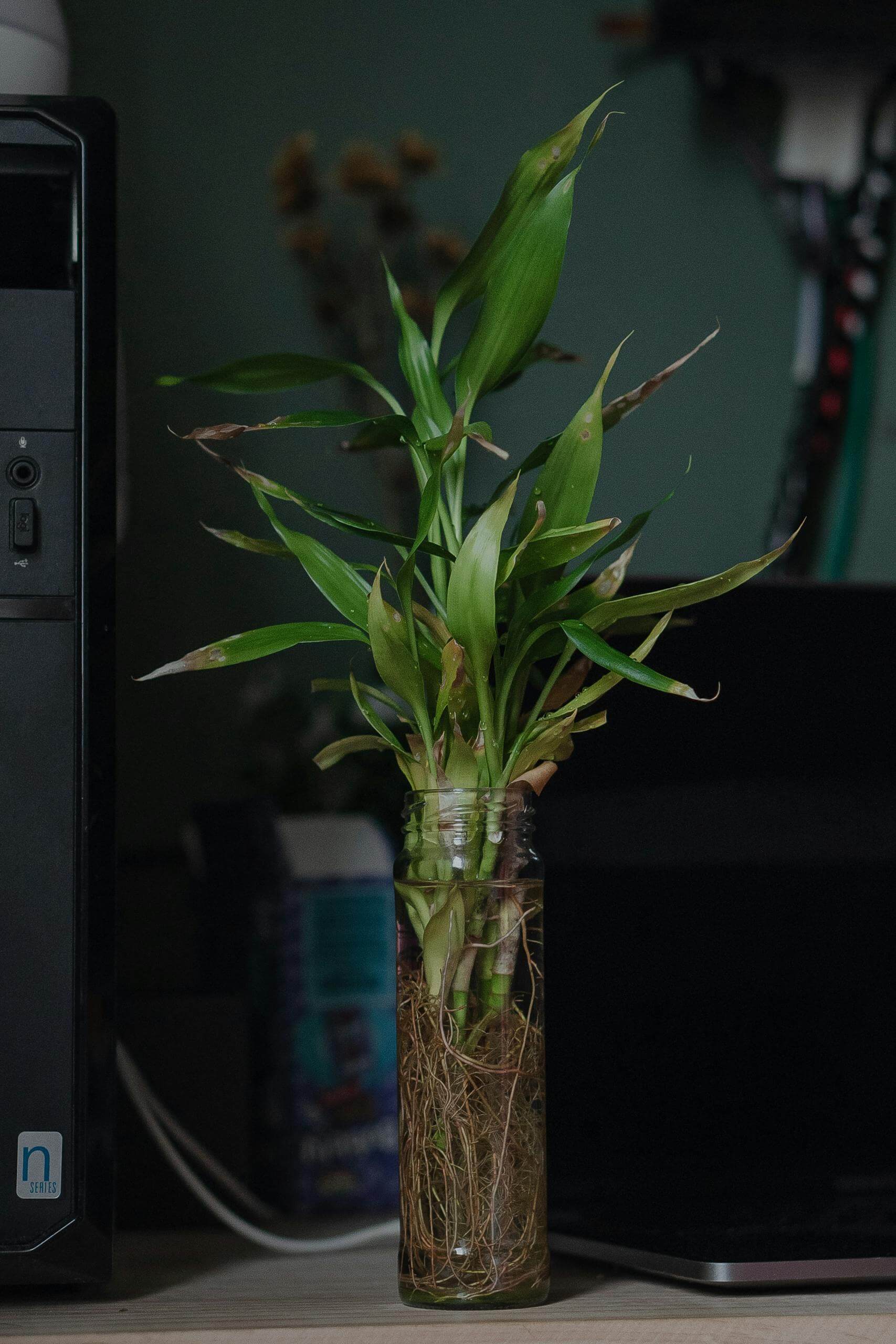 How to Improve Indoor Air Quality Naturally: A Complete Guide 1 Green plant placed on table in workplace. Improve Indoor Air Quality Naturally