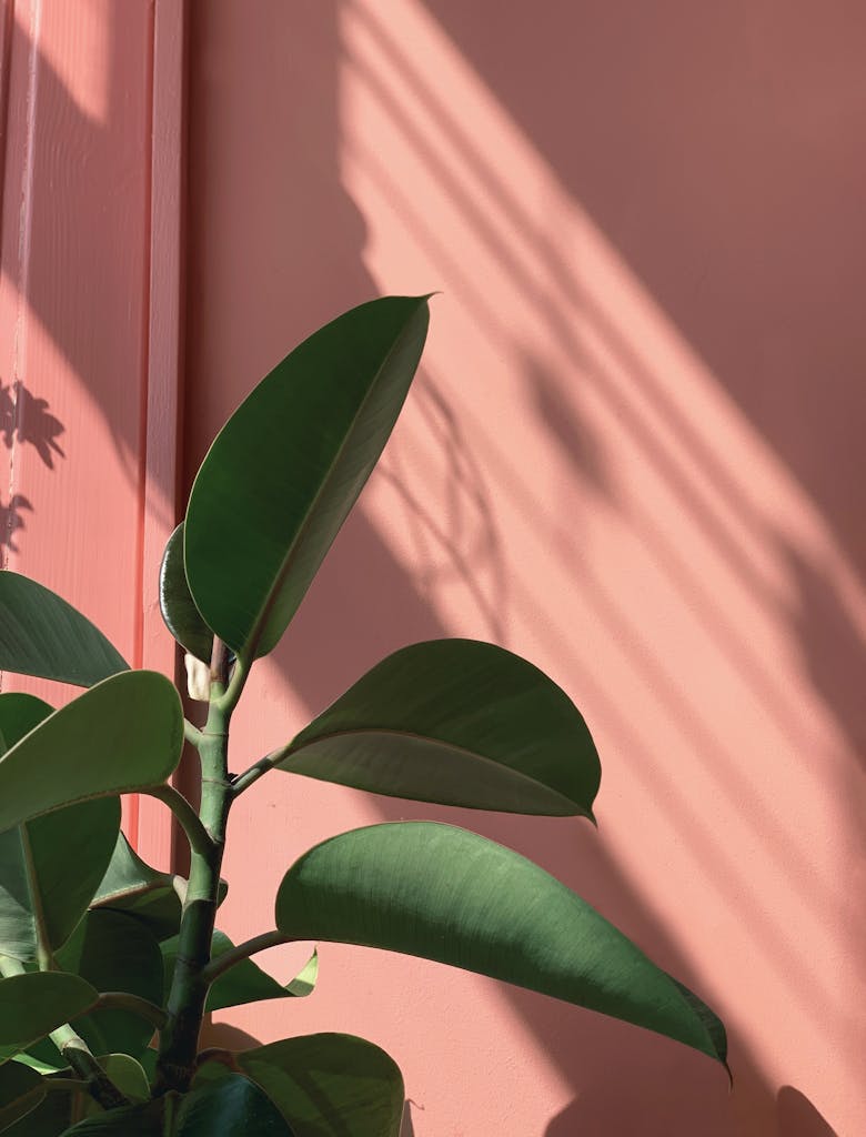 12 Easy Care Houseplants for Busy Homeowners 6 Green Rubber Plant Beside a Pink Wall