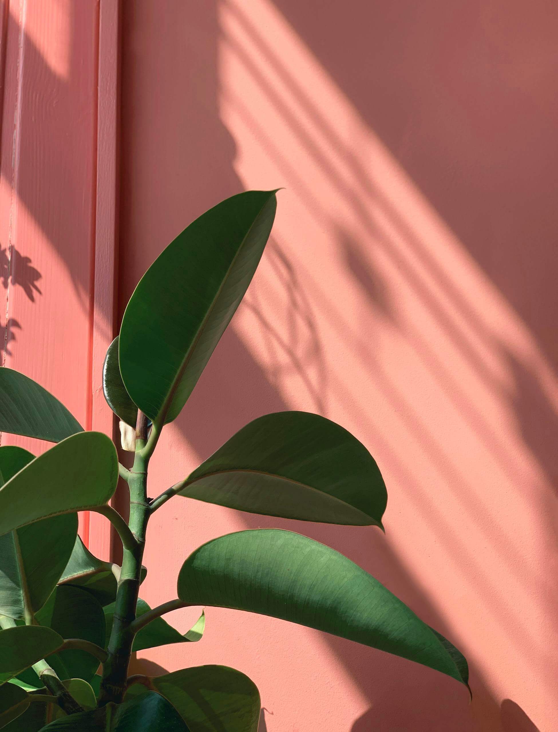 12 Easy Care Houseplants for Busy Homeowners 1 Green Rubber Plant Beside a Pink Wall