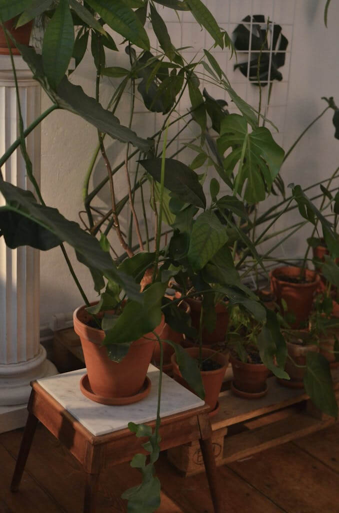 12 Easy Care Houseplants for Busy Homeowners 7 Pots with different tropical plants with thin stems and lush green foliage growing in house