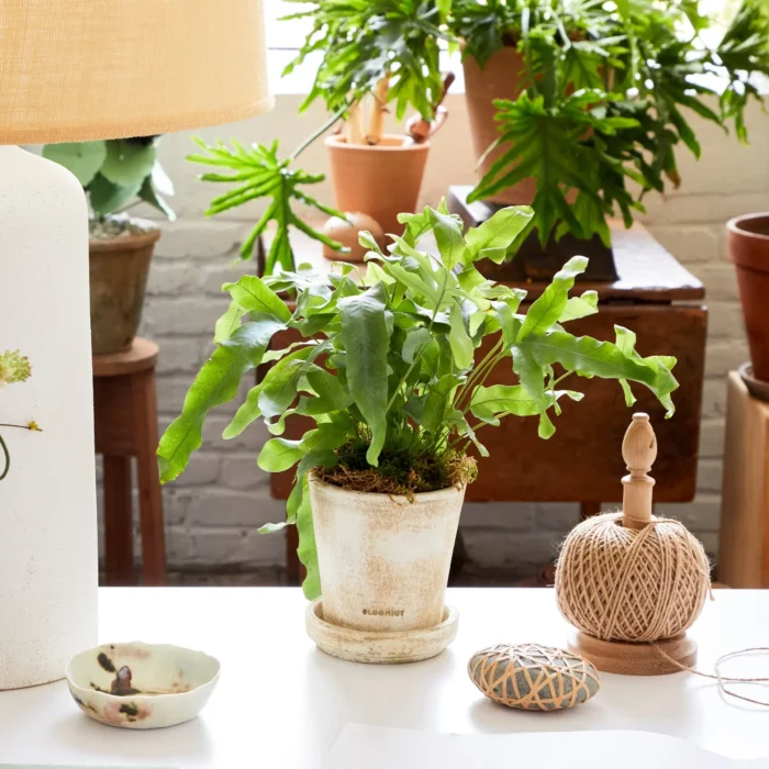 terra cotta Patina Tray for Planters