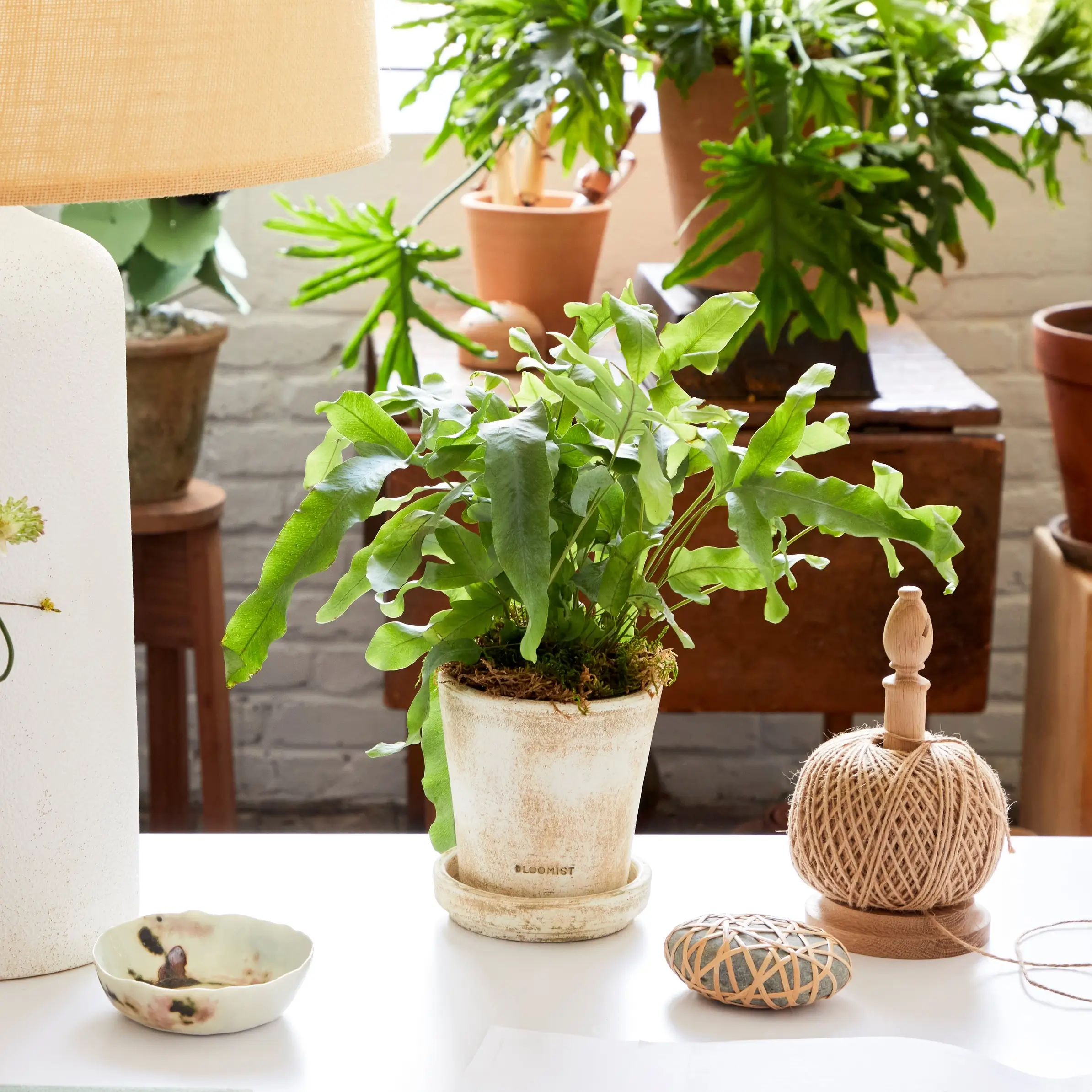 Handmade Weathered White Patina Tray for Planters 1 terra cotta Patina Tray for Planters