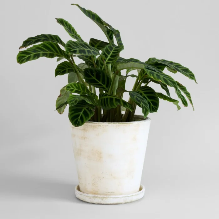 white wash terra cotta Planter